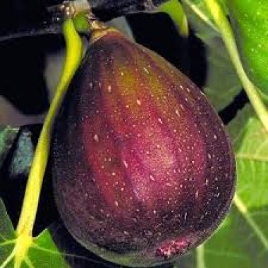 images (2)